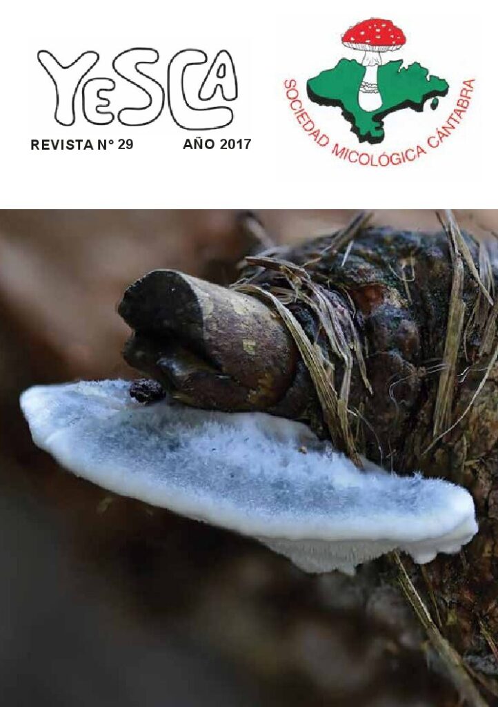 YESCA 29   AÑO 2017